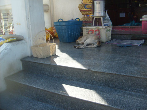 Бездомная собака на ступенях храма в Паттайе