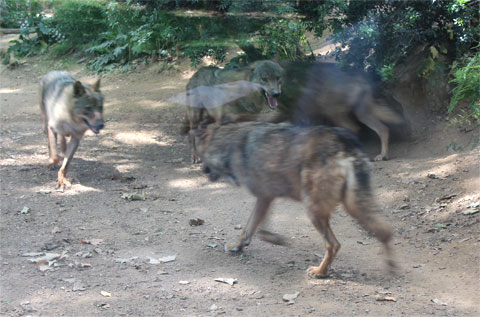 Волки в зоопарке Барселоны