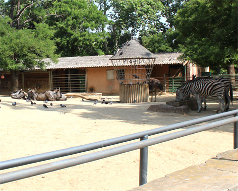 Барселонский зоопарк: зебры и буйволы