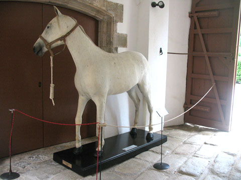 Чучело белого коня