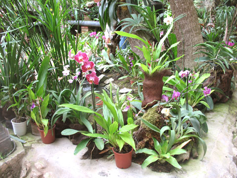 Оранжерея орхидей