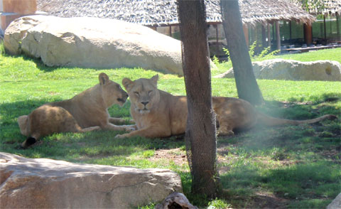 Львы в биопарке Валенсии