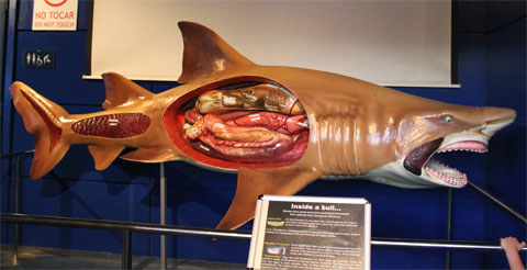 Акула в разрезе
