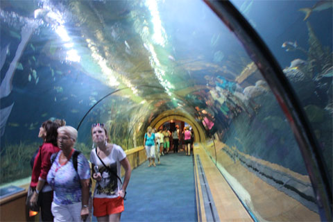 Тропический аквариум