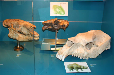 Черепа доисторических животных