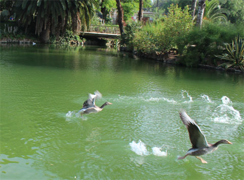 Утки на озере в парке Цитадель