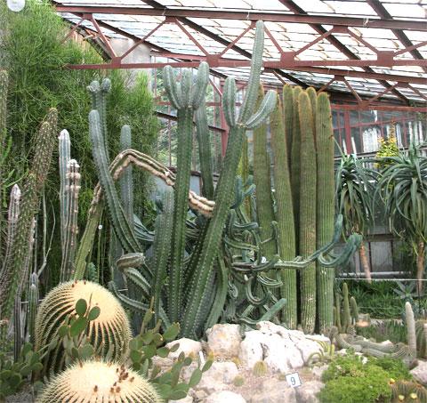 Оранжерея кактусов в Никитском ботаническом саду