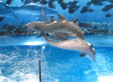 Дельфинарий в барселонском зоопарке
