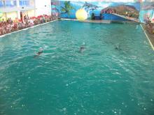 Дельфинарий в санатории Крым