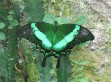 Выставка тропических бабочек в Никитском ботаническом саду