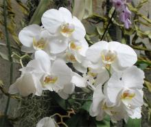 Оранжерея орхидей в Никитском ботаническом саду