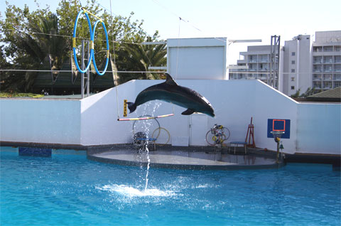 Дельфинарий в Анталии