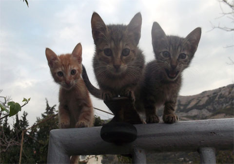 Бездомные котята в Черногории
