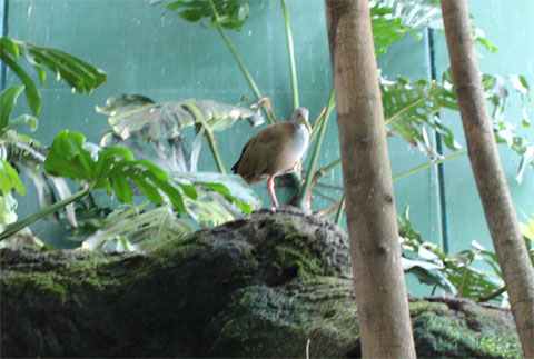 Птицы амазонских джунглей
