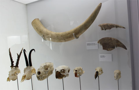 Кости и черепа древних животных