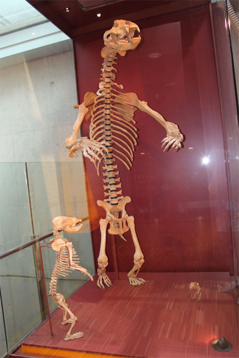 Скелет доисторического медведя с медвежонком