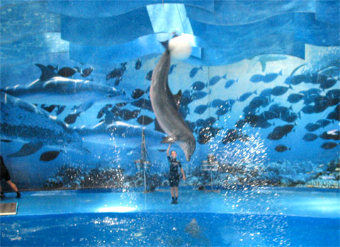 Представление в дельфинарии зоопарка Барселоны