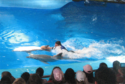 Представление в дельфинарии зоопарка Барселоны
