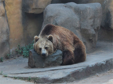 Медведь в барселонском зоопарке