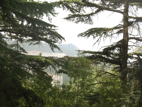 Гигантские сосны у подножья горы Аю-Даг