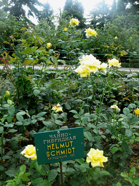 Розарий в Никитском ботаническом саду