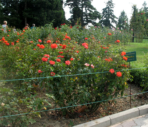 Розарий в Никитском ботаническом саду