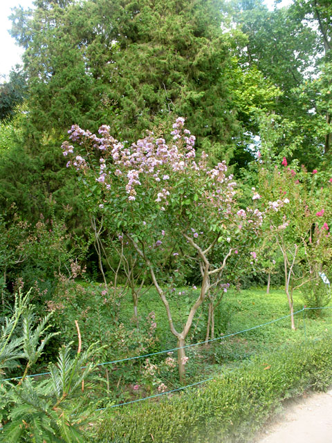 Растения Никитского ботанического сада