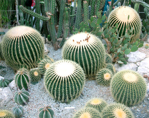 эхинокактус Грузона (Echinocactus grusonii), или золотой шар