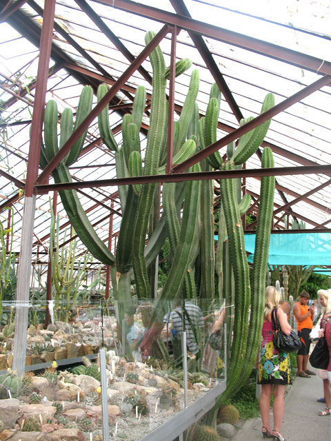 Гигантские кактусы в оранжерее никитского ботанического сада