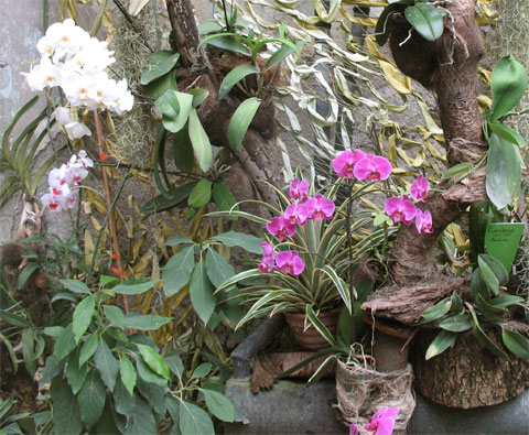 Оранжерея орхидей в Никитском ботаническом саду