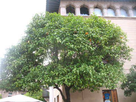 Апельсиновые деревья в Испанской деревне