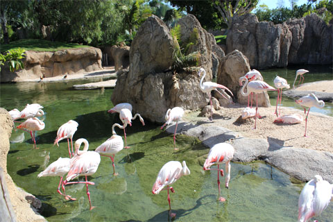 Фламинго в биопарке