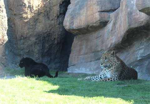 Леопард и пантера в биопарке Валенсии