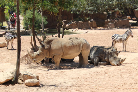 Зебры и носороги
