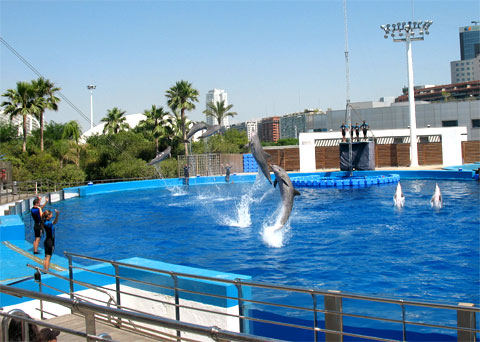 7 дельфинов в дельфинарии Валенсии