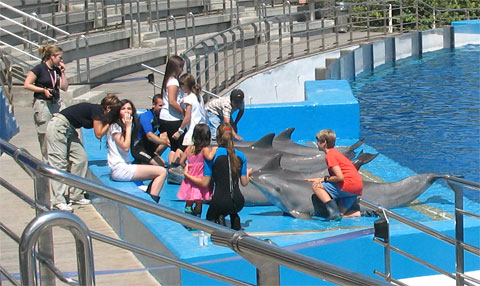 Дети, играющие с дельфинами