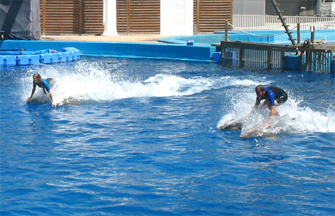Трюки дельфинов в дельфинарии Валенсии