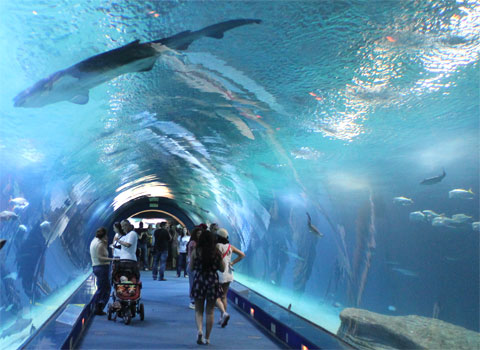 Океанский аквариум с акулами