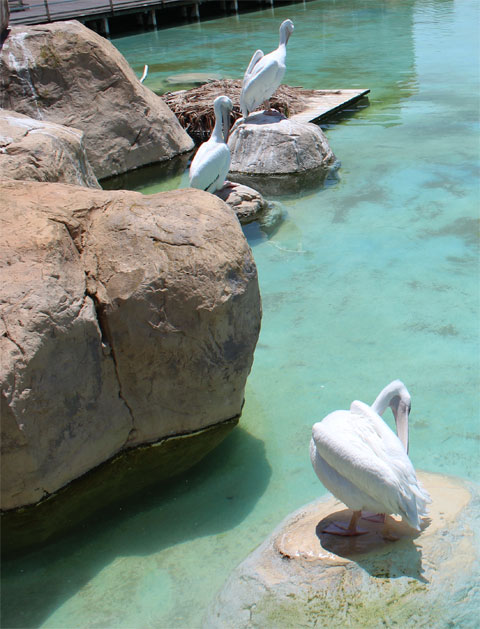 Пеликаны в океанариуме