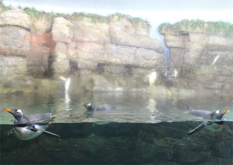 Пингвины в океанариуме