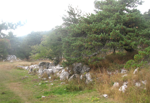Деревья и камни в крымском природном заповеднике