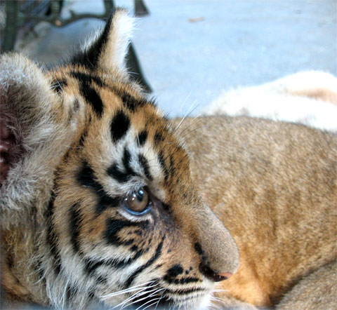 zoopark-skazka-tiger.jpg