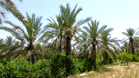 Тунис, оазис в пустыне Сахара