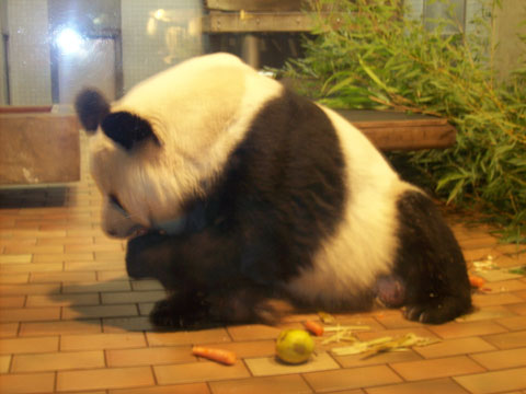 Панда в Берлинском зоопарке