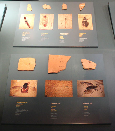 Окаменевшие доисторические насекомые
