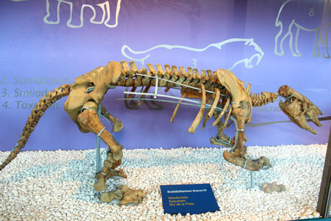 Скелет доисторического животного