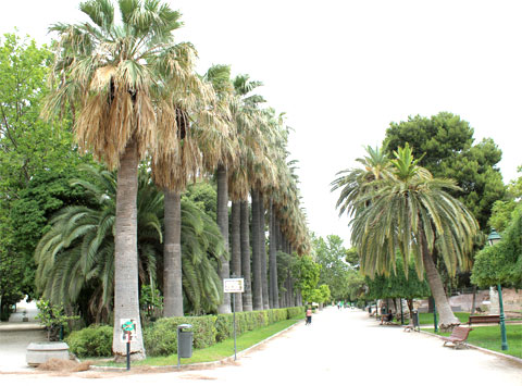 Пальмовая аллея в парке Jardines de Viveros в Валенсии