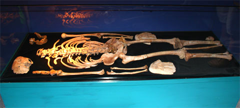 Скелет древнего человека
